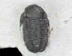 Bargain, Gerastos Trilobite Fossil - Morocco #68641-4
